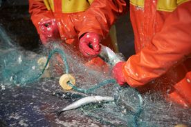 Fischerei, Stellnetzfischerei, Fischereibetrieb Kuse im Ostseebad Binz