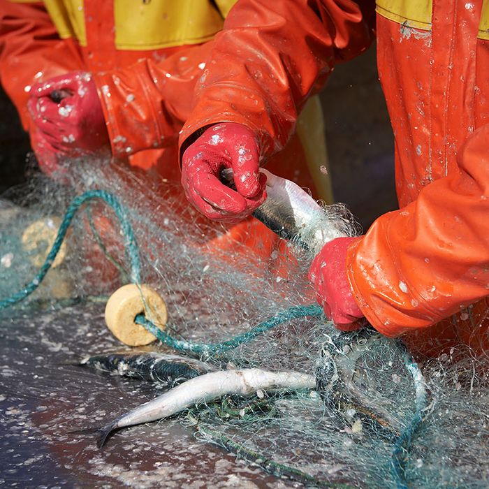 Fischerei, Stellnetzfischerei, Fischereibetrieb Kuse im Ostseebad Binz