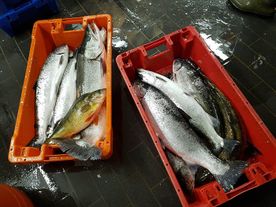 Fischerei, Stellnetzfischerei, Fischereibetrieb Kuse im Ostseebad Binz