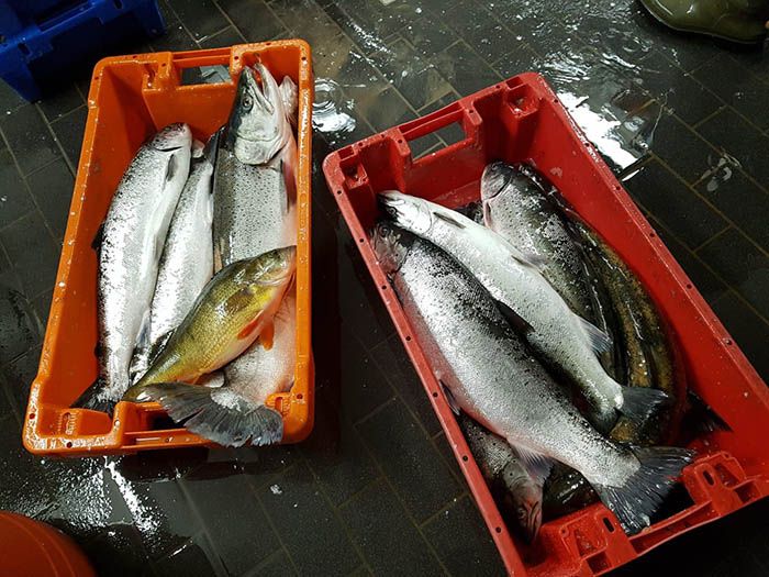 Fischerei, Stellnetzfischerei, Fischereibetrieb Kuse im Ostseebad Binz