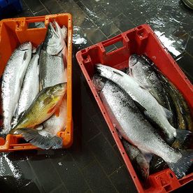 Fischerei, Stellnetzfischerei, Fischereibetrieb Kuse im Ostseebad Binz