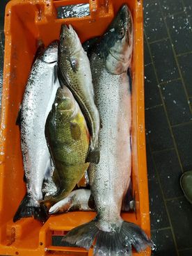 Fischerei, Stellnetzfischerei, Fischereibetrieb Kuse im Ostseebad Binz
