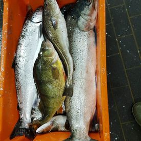 Fischerei, Stellnetzfischerei, Fischereibetrieb Kuse im Ostseebad Binz