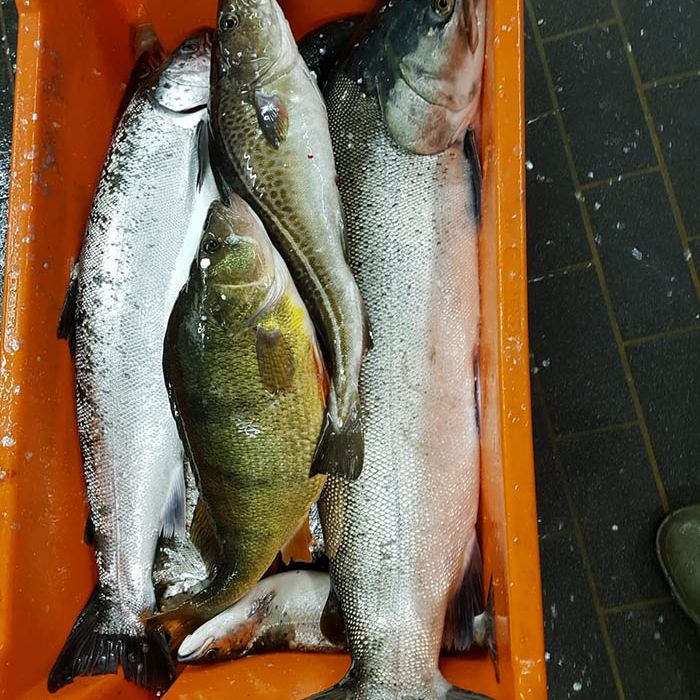 Fischerei, Stellnetzfischerei, Fischereibetrieb Kuse im Ostseebad Binz