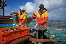 Fischerei, Stellnetzfischerei, Fischereibetrieb Kuse im Ostseebad Binz