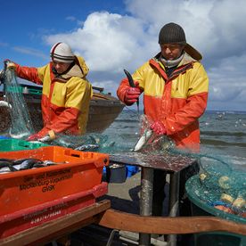 Fischerei, Stellnetzfischerei, Fischereibetrieb Kuse im Ostseebad Binz