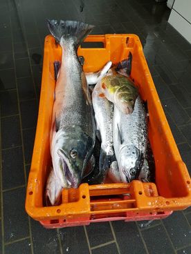 Fischerei, Stellnetzfischerei, Fischereibetrieb Kuse im Ostseebad Binz