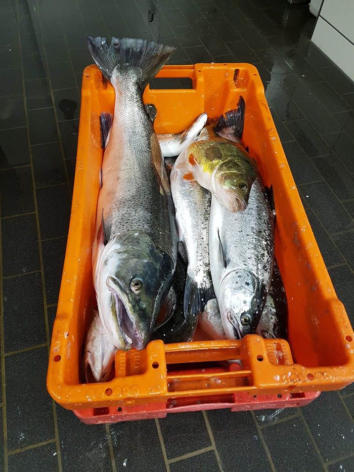 Fischerei, Stellnetzfischerei, Fischereibetrieb Kuse im Ostseebad Binz