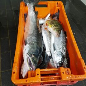 Fischerei, Stellnetzfischerei, Fischereibetrieb Kuse im Ostseebad Binz