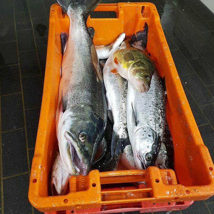 Fischerei, Stellnetzfischerei, Fischereibetrieb Kuse im Ostseebad Binz